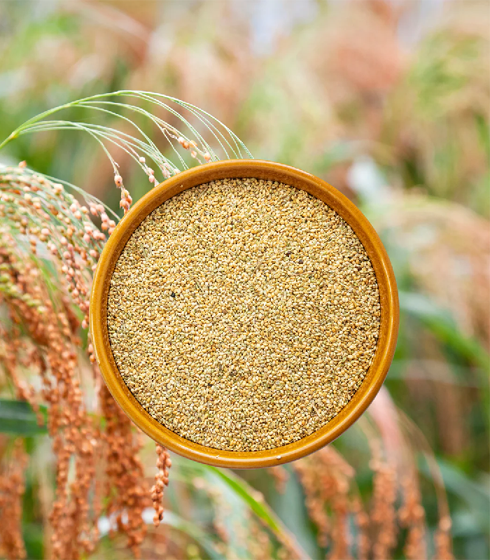 proso-millet Foxtail Millet - Image 1